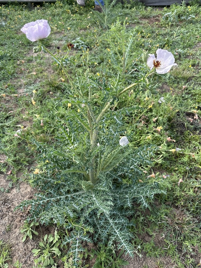 Red Pricklypoppy photo 4