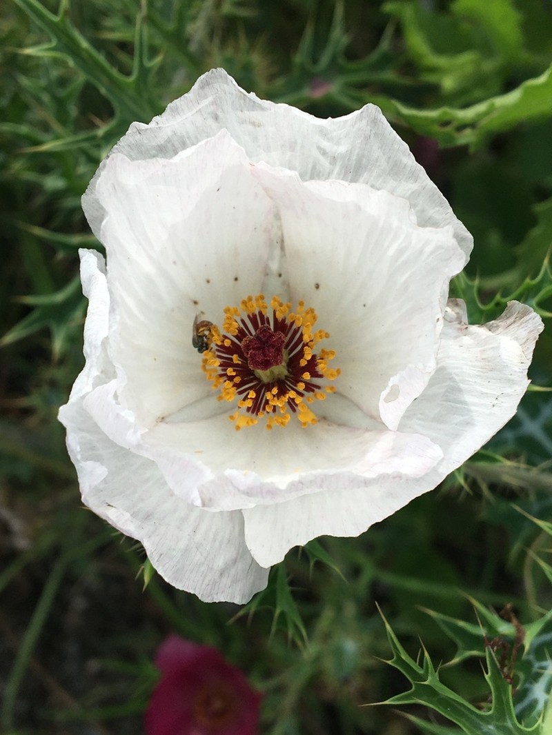 Red Pricklypoppy photo 5