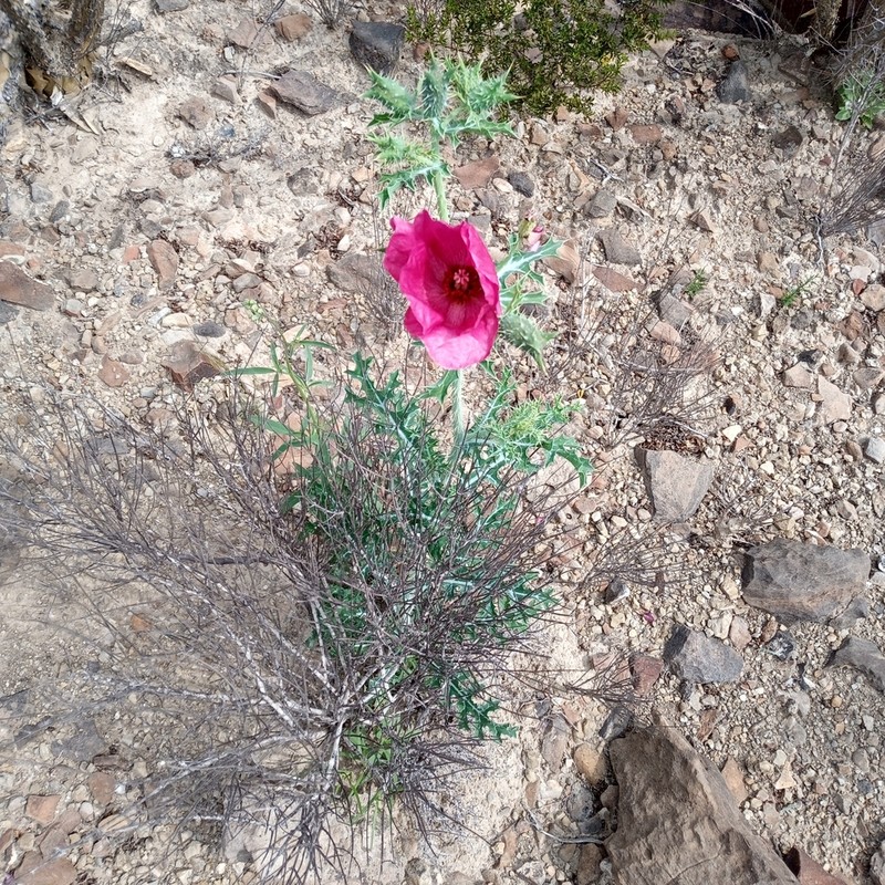 Red Pricklypoppy photo 6
