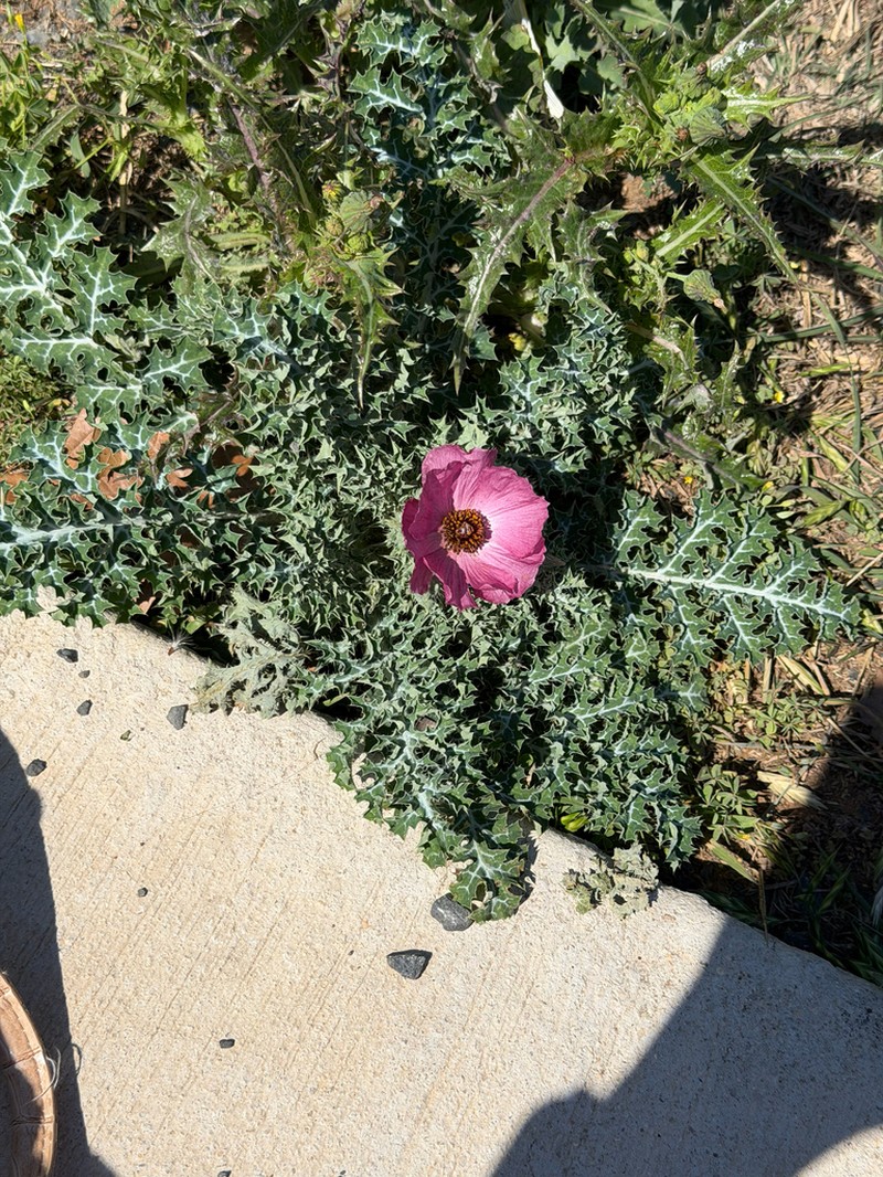 Red Pricklypoppy photo 7