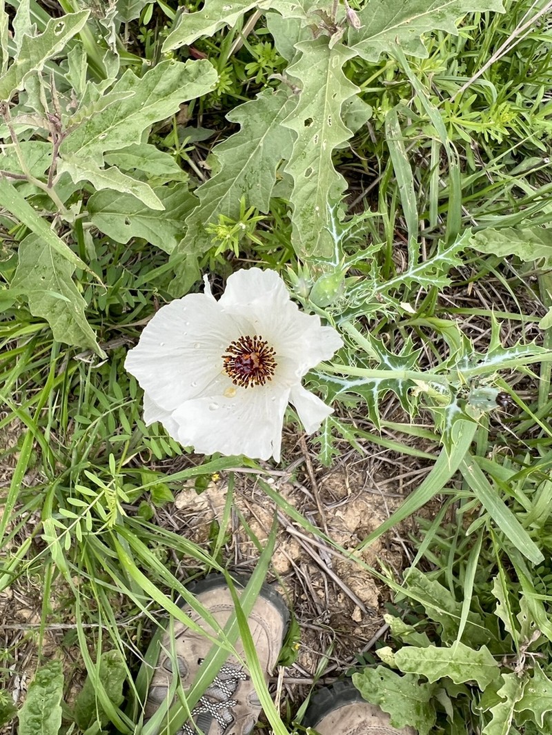 Red Pricklypoppy photo 8