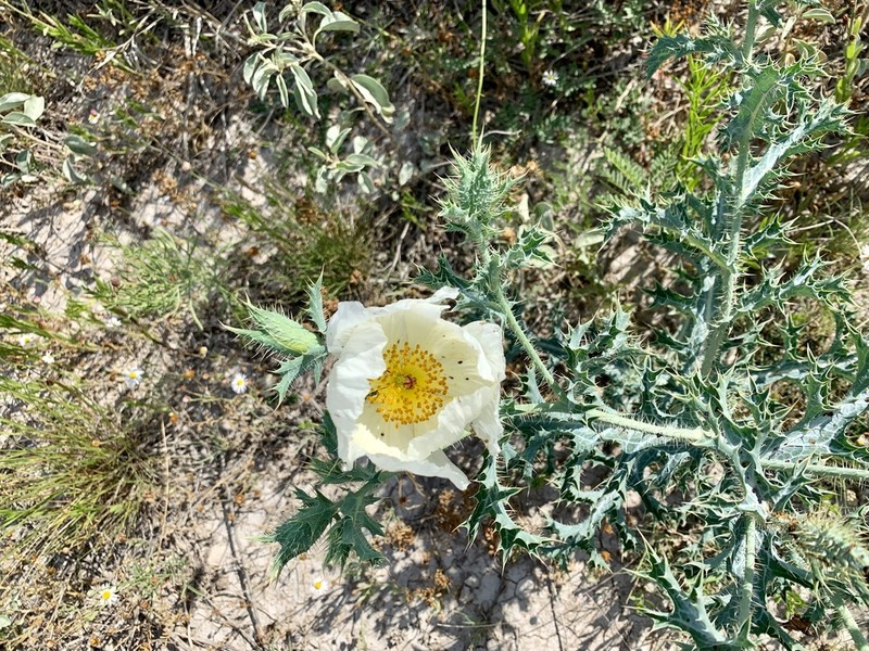 Hedgehog Pricklypoppy