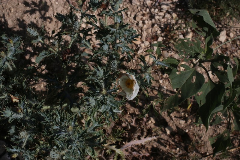 Hedgehog Pricklypoppy photo 3