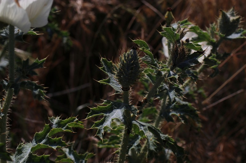 Hedgehog Pricklypoppy photo 4