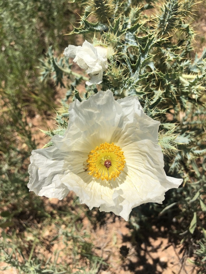 Hedgehog Pricklypoppy photo 5