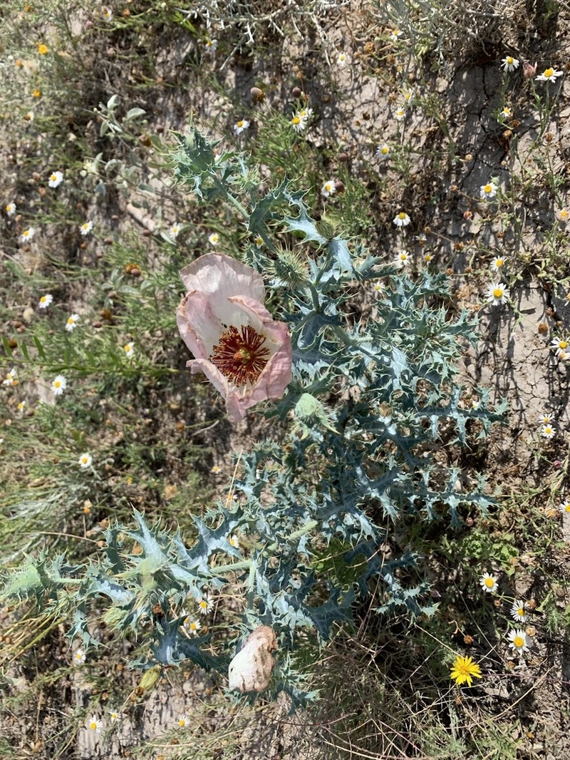 Hedgehog Pricklypoppy photo 6