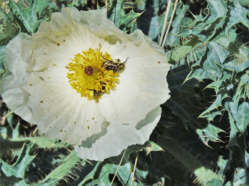Hedgehog Pricklypoppy photo 7