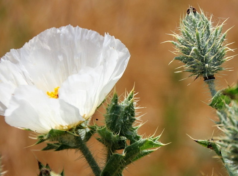 Hedgehog Pricklypoppy photo 8