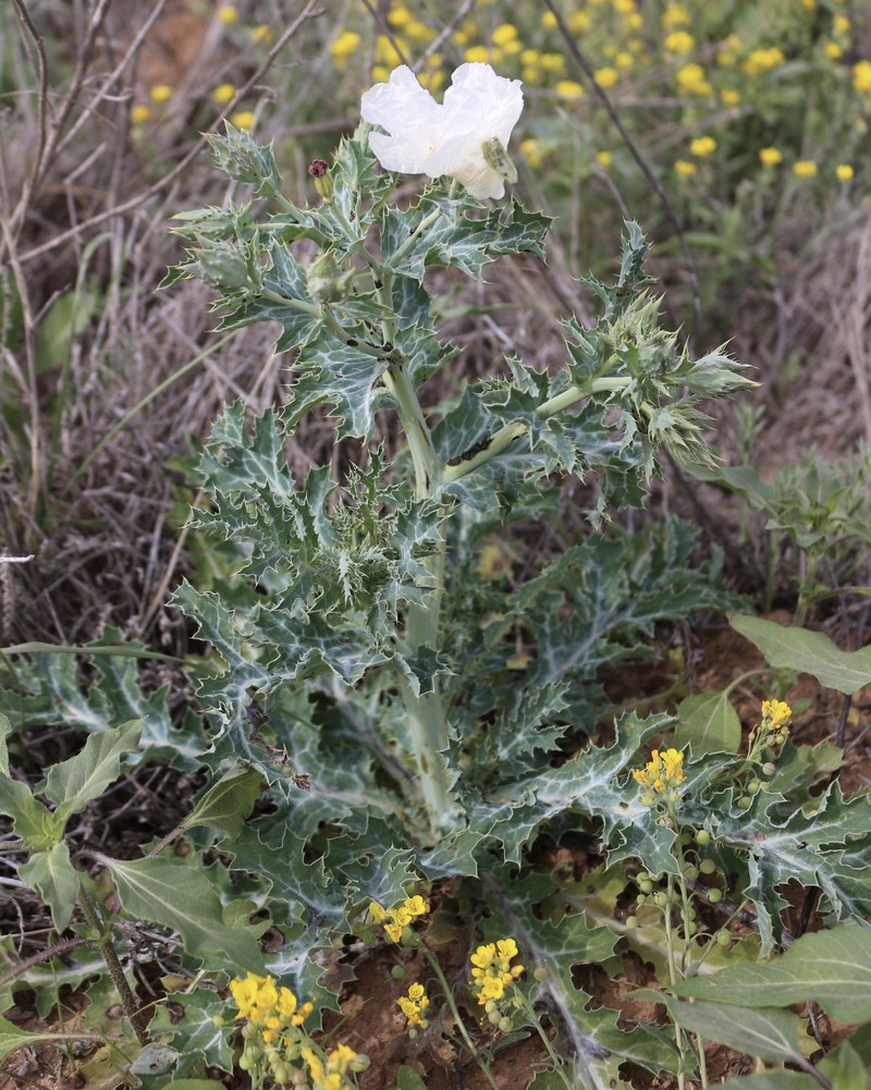 Argemone squarrosa subsp. glabrata