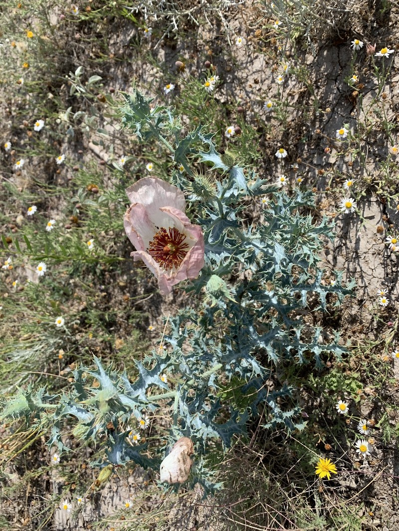 Argemone squarrosa subsp. glabrata photo 4
