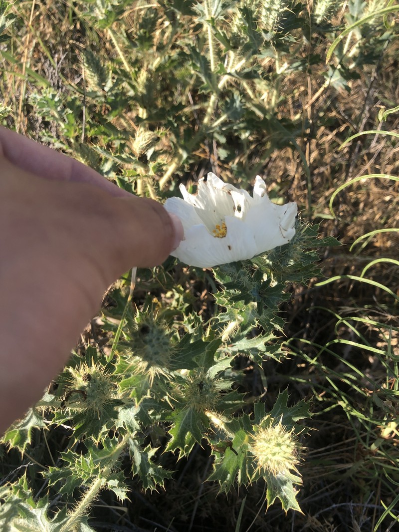 Argemone squarrosa subsp. squarrosa