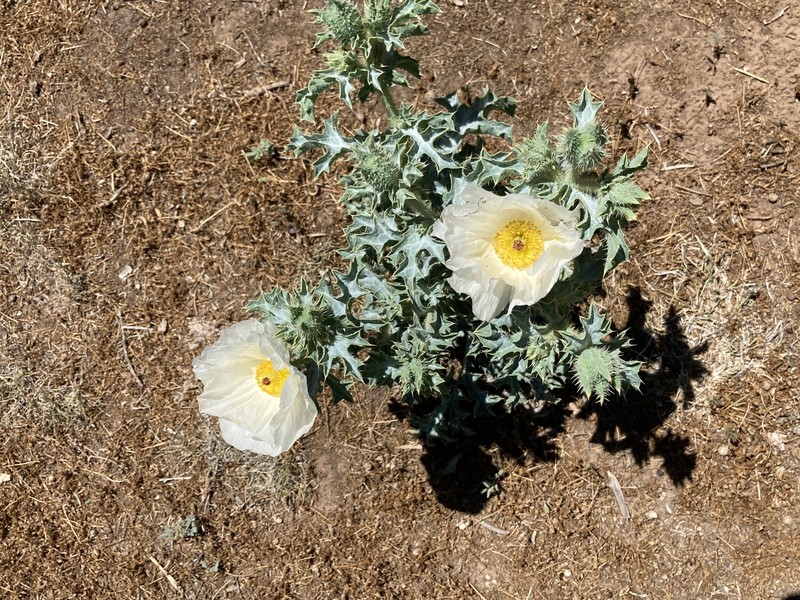 Argemone squarrosa subsp. squarrosa photo 2