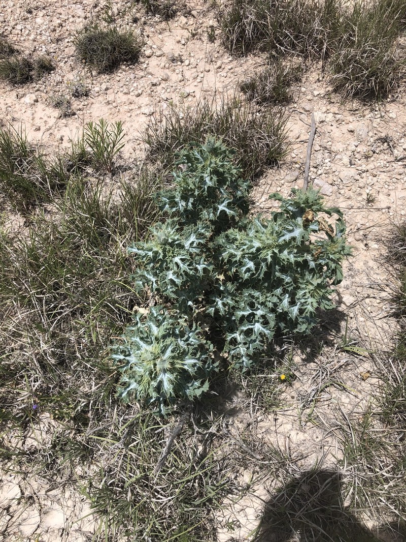 Argemone squarrosa subsp. squarrosa photo 3