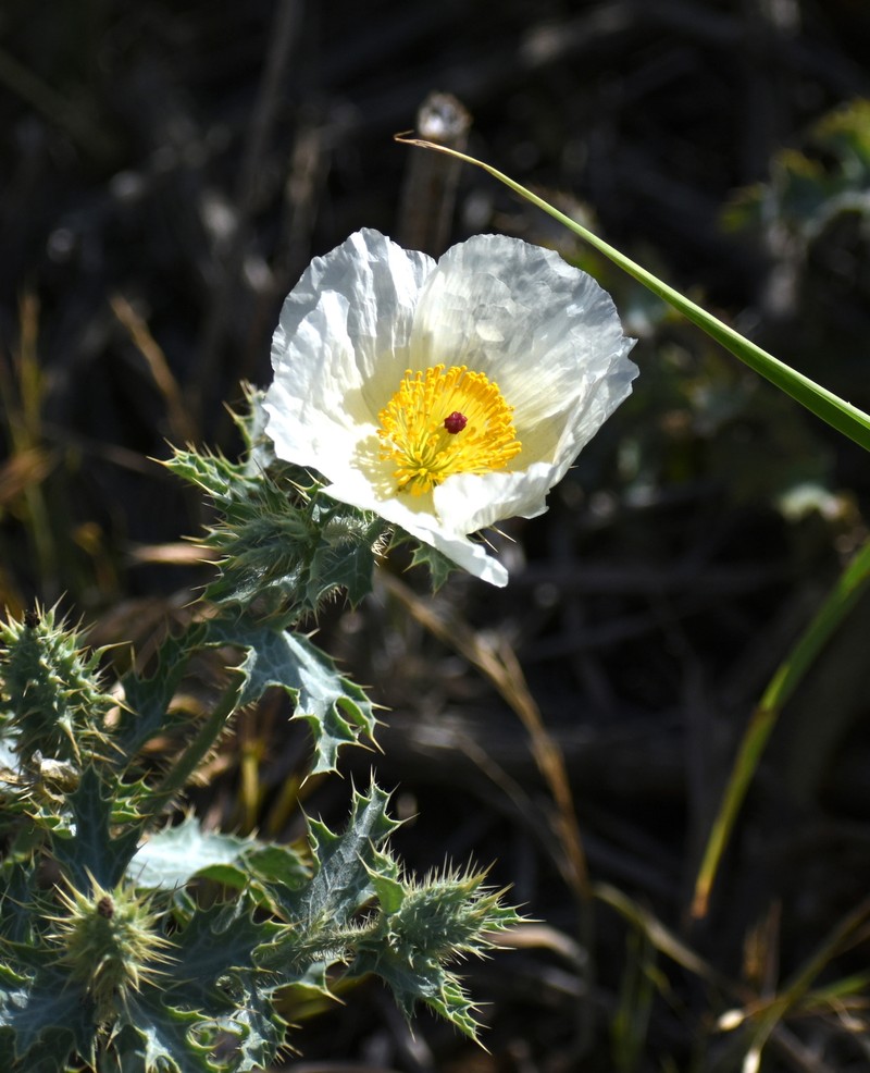Argemone squarrosa subsp. squarrosa photo 4