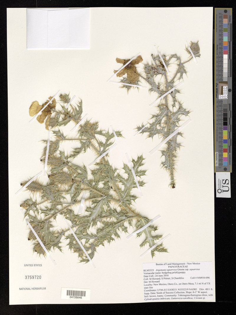 Argemone squarrosa subsp. squarrosa photo 5