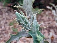 Argemone subfusiformis