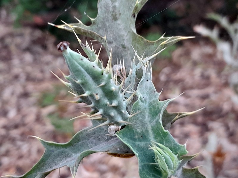 Argemone subfusiformis