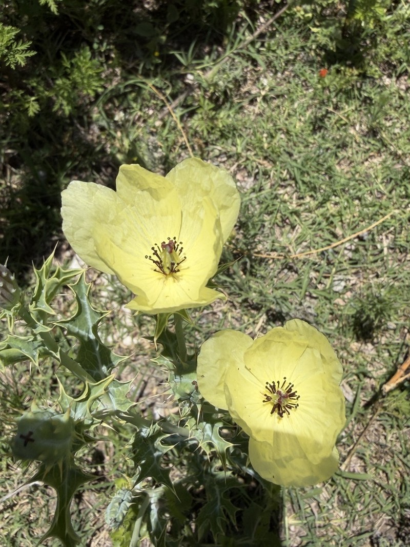 Argemone subfusiformis photo 2