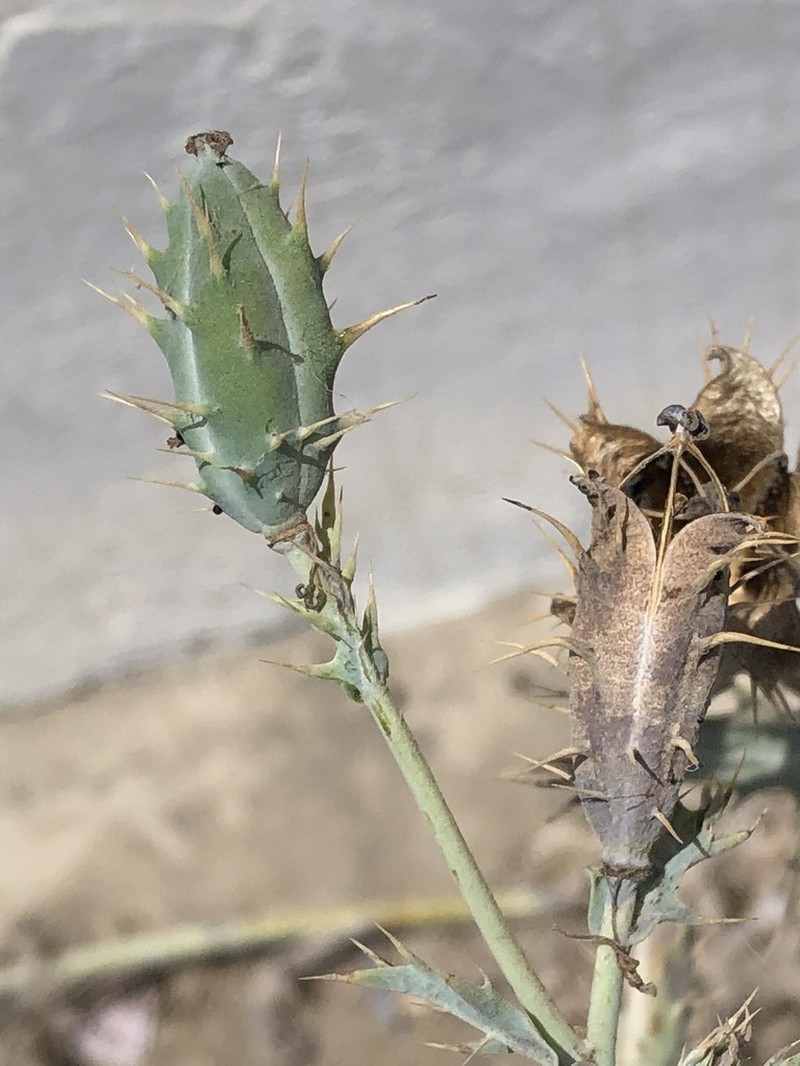 Argemone subfusiformis photo 3