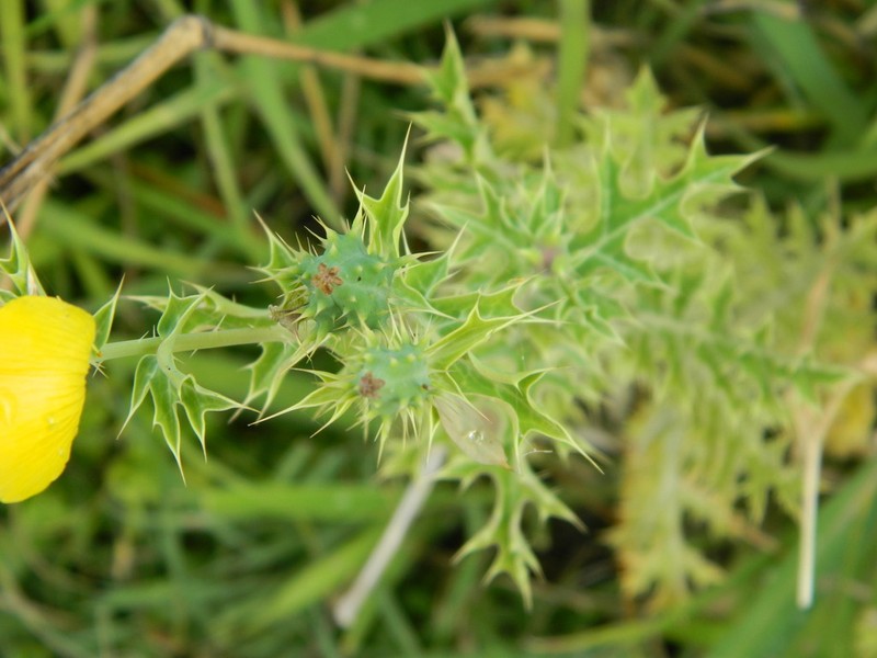 Argemone subfusiformis photo 5