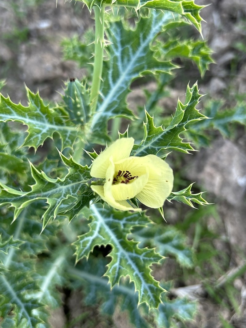 Argemone subfusiformis photo 6