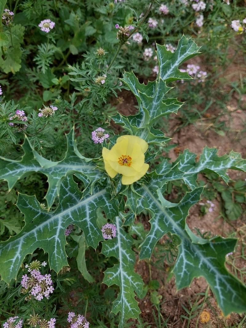 Argemone subfusiformis photo 7