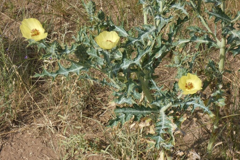 Argemone subfusiformis photo 8
