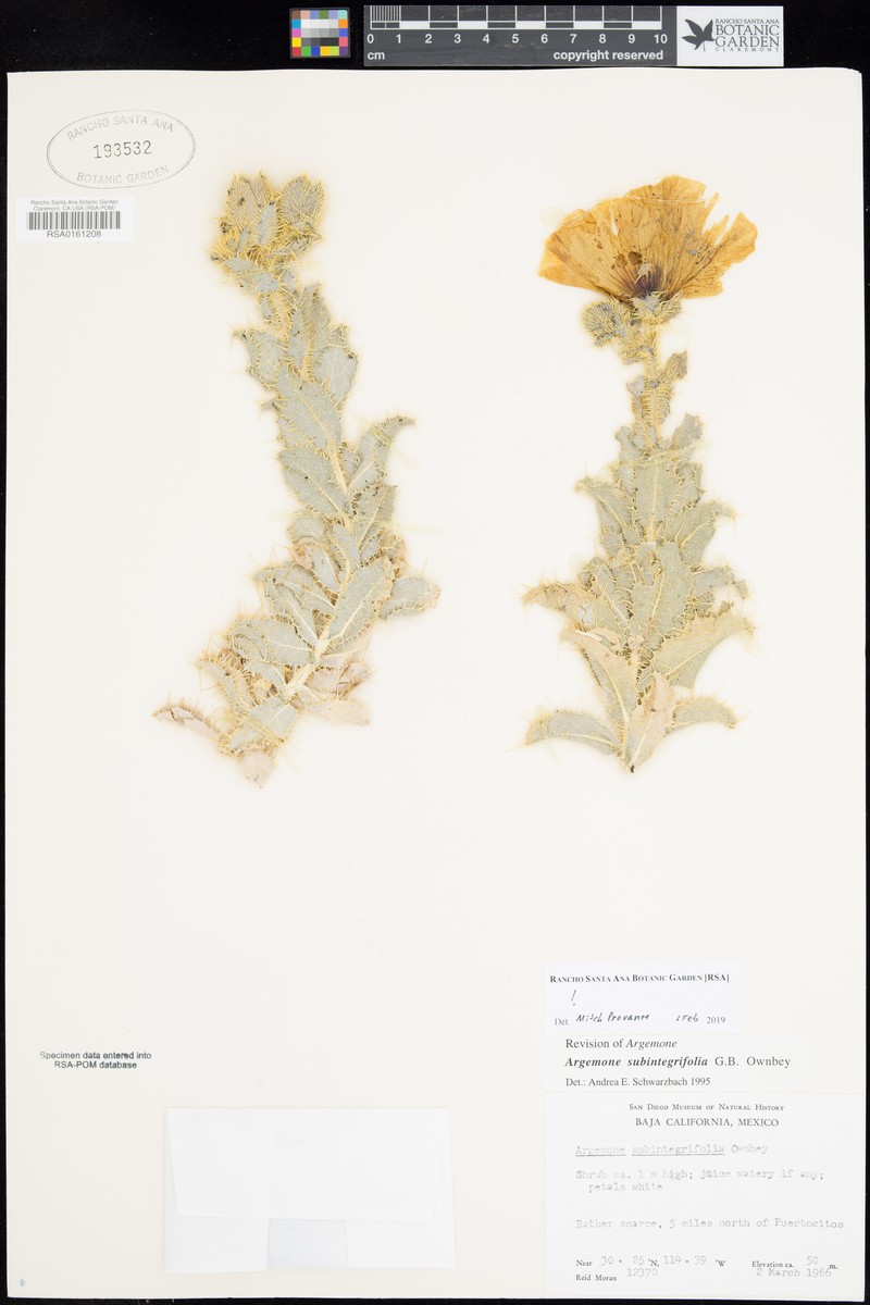 Argemone subintegrifolia