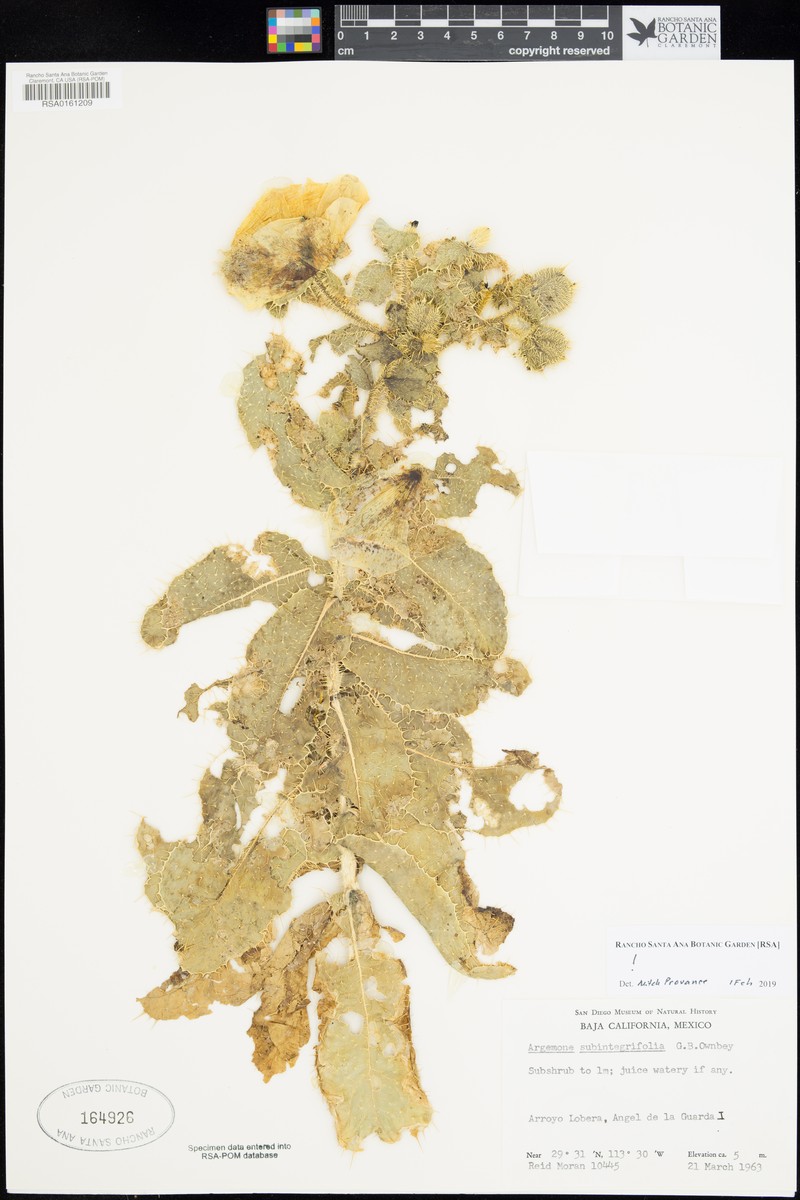 Argemone subintegrifolia photo 2