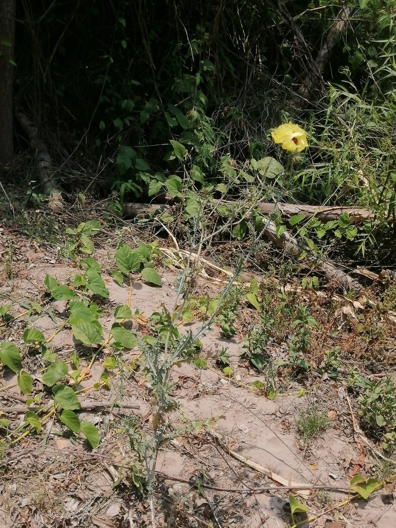 Argemone superba photo 3