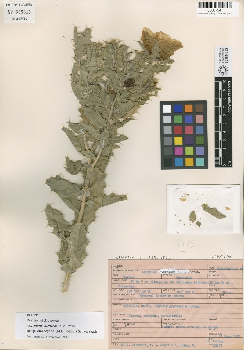 Argemone turnerae var. hispidula
