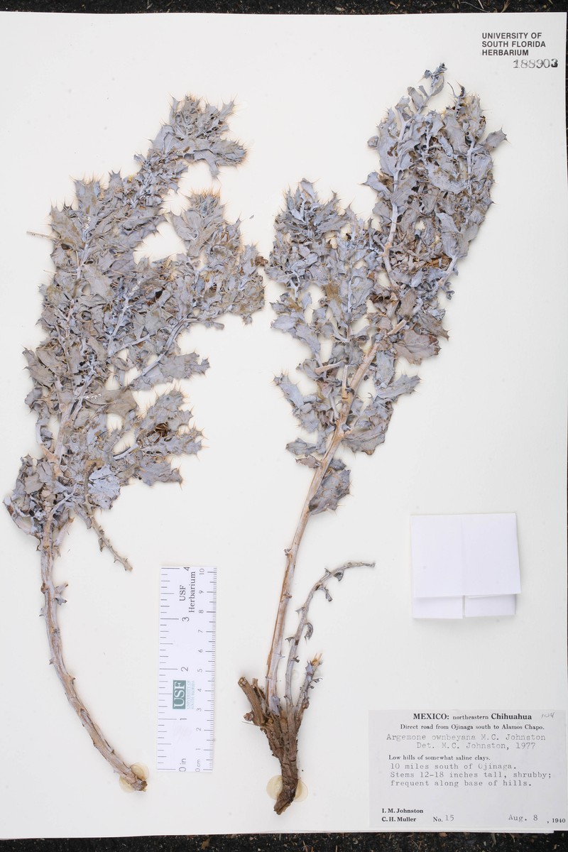 Argemone turnerae var. hispidula photo 2