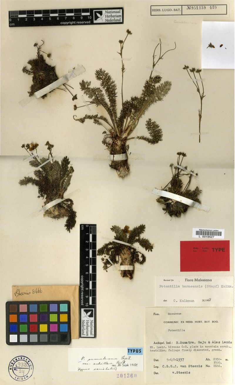 Argentina achillea