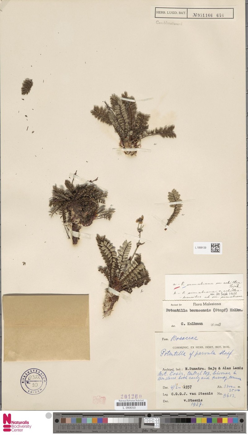 Argentina achillea photo 2