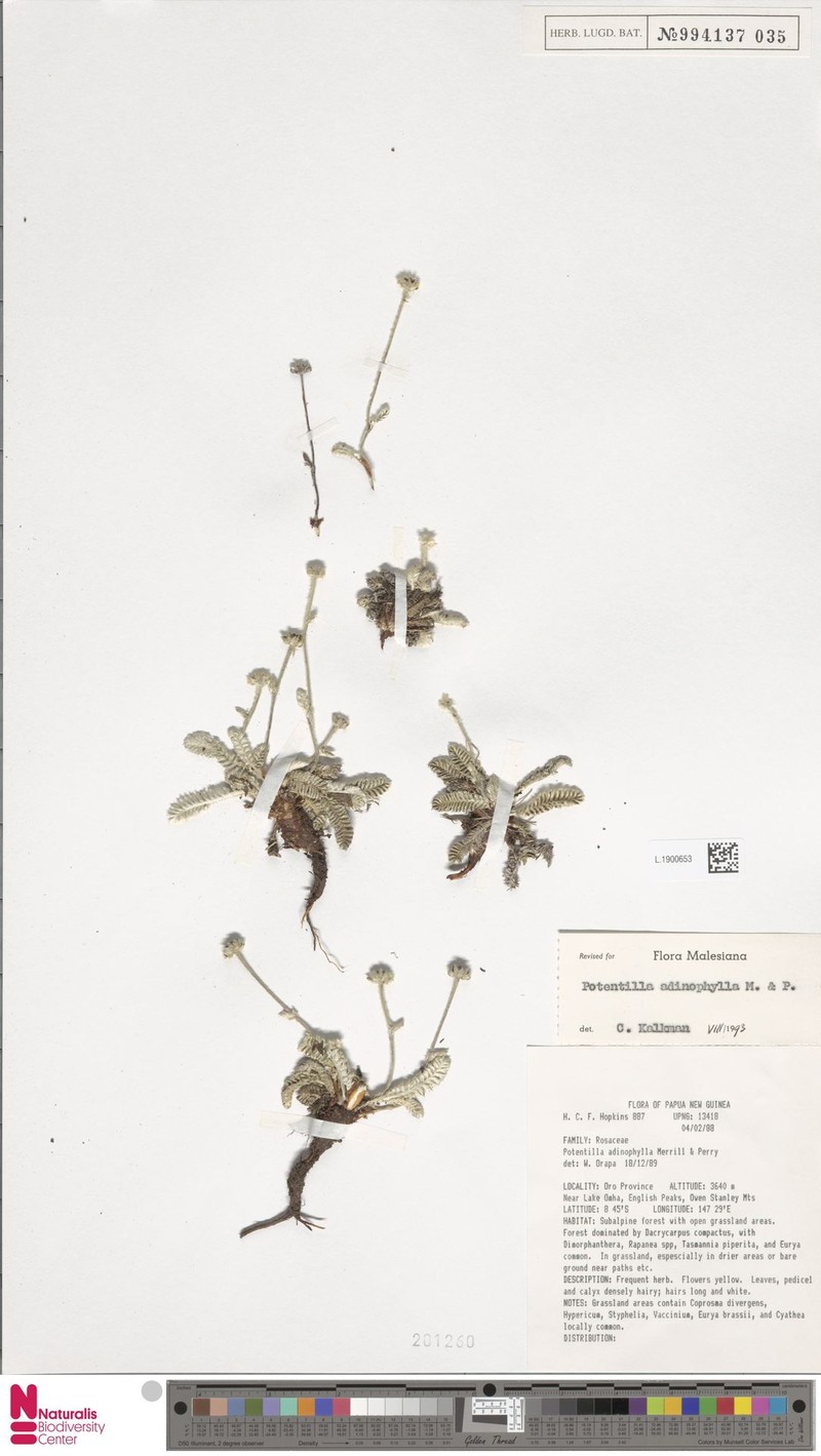 Argentina adinophylla