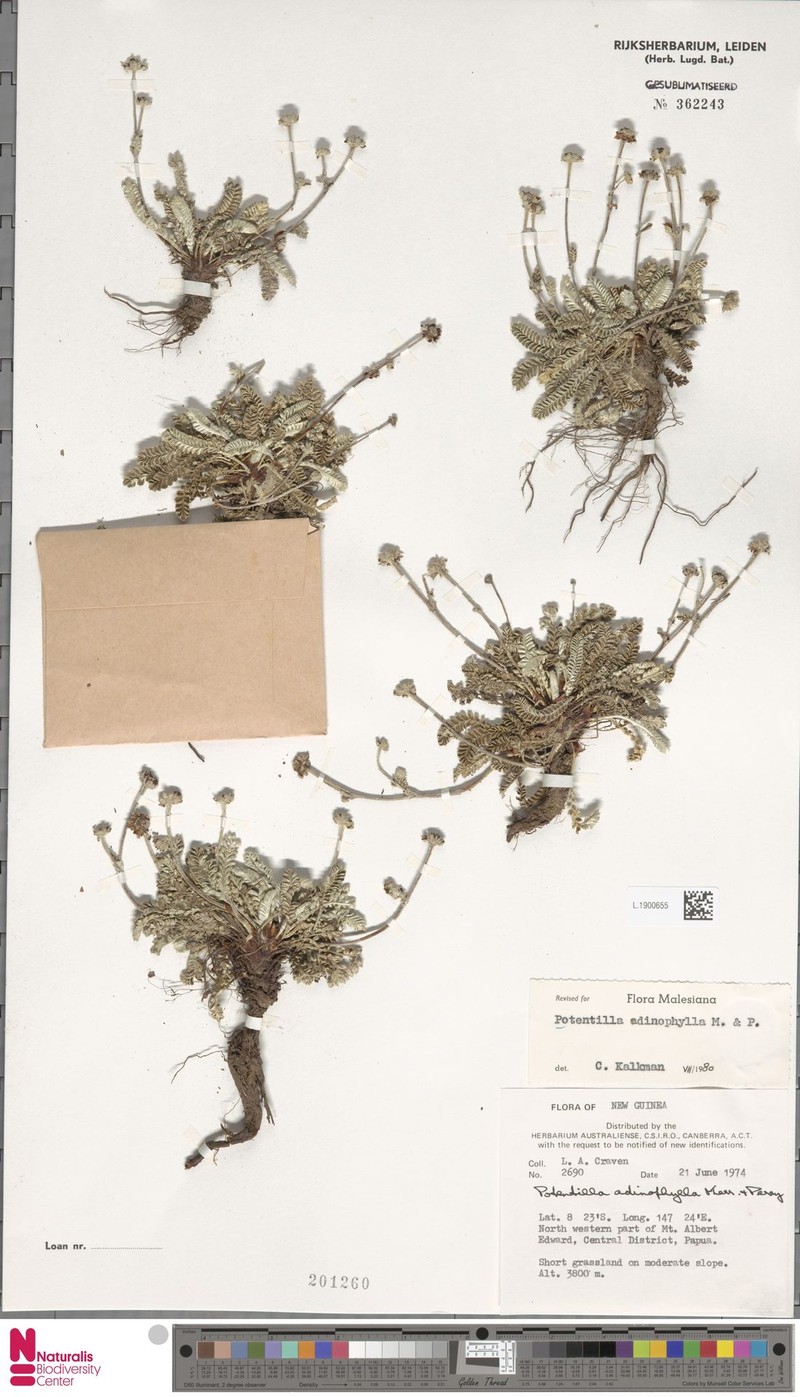 Argentina adinophylla photo 2