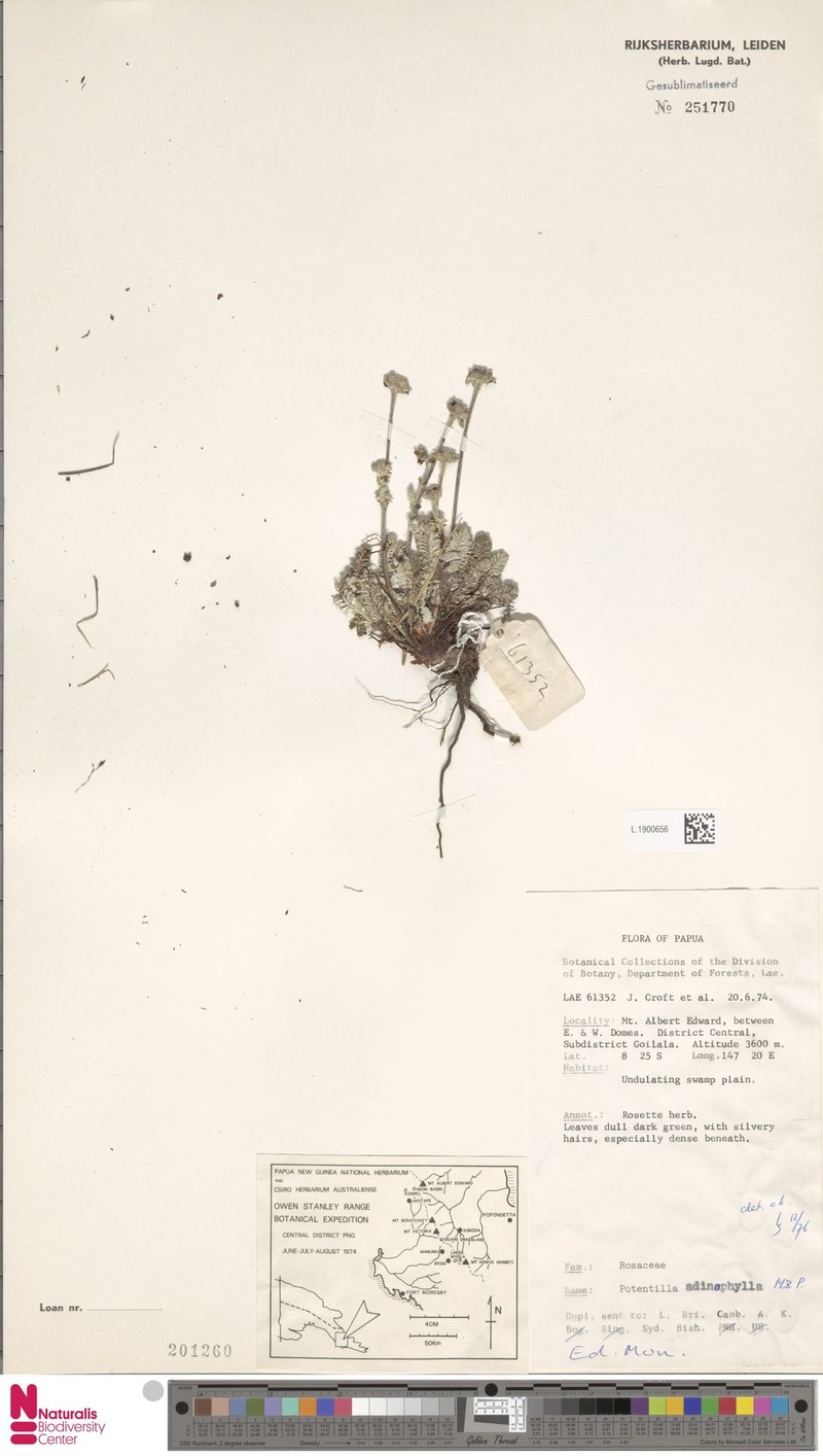 Argentina adinophylla photo 3