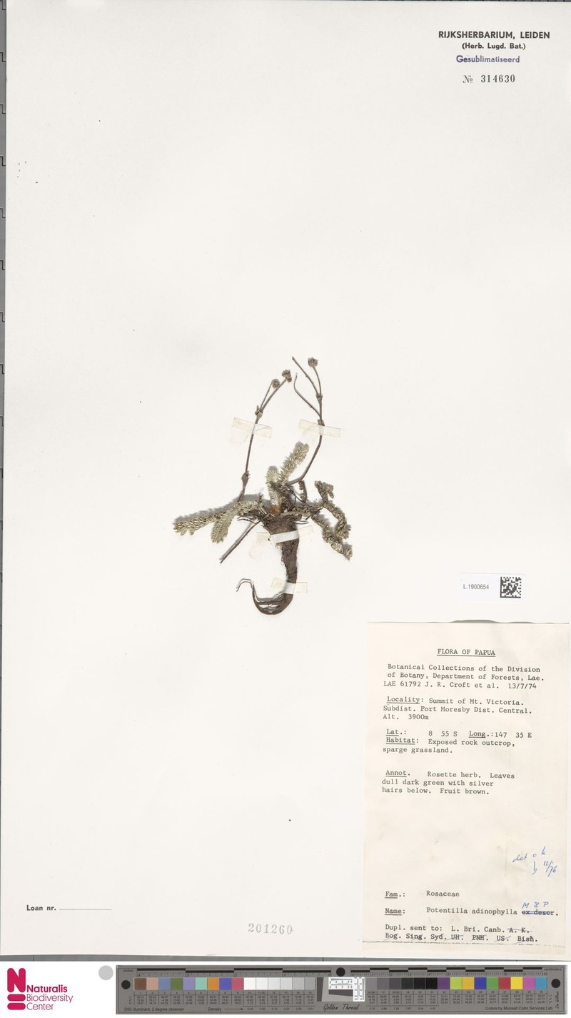 Argentina adinophylla photo 4
