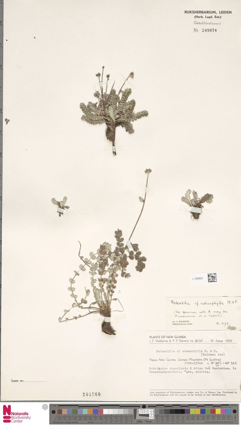 Argentina adinophylla photo 5