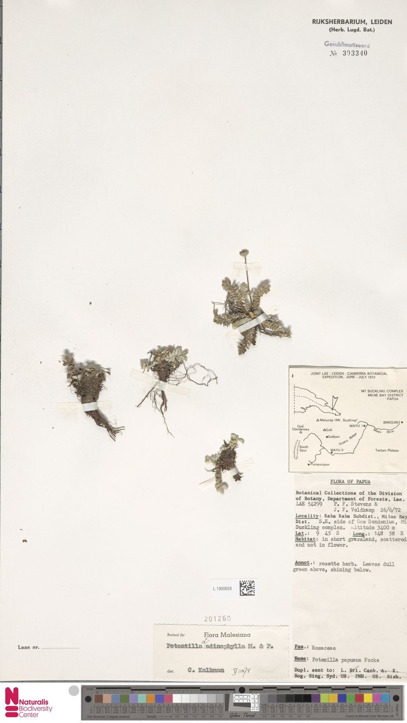 Argentina adinophylla photo 6