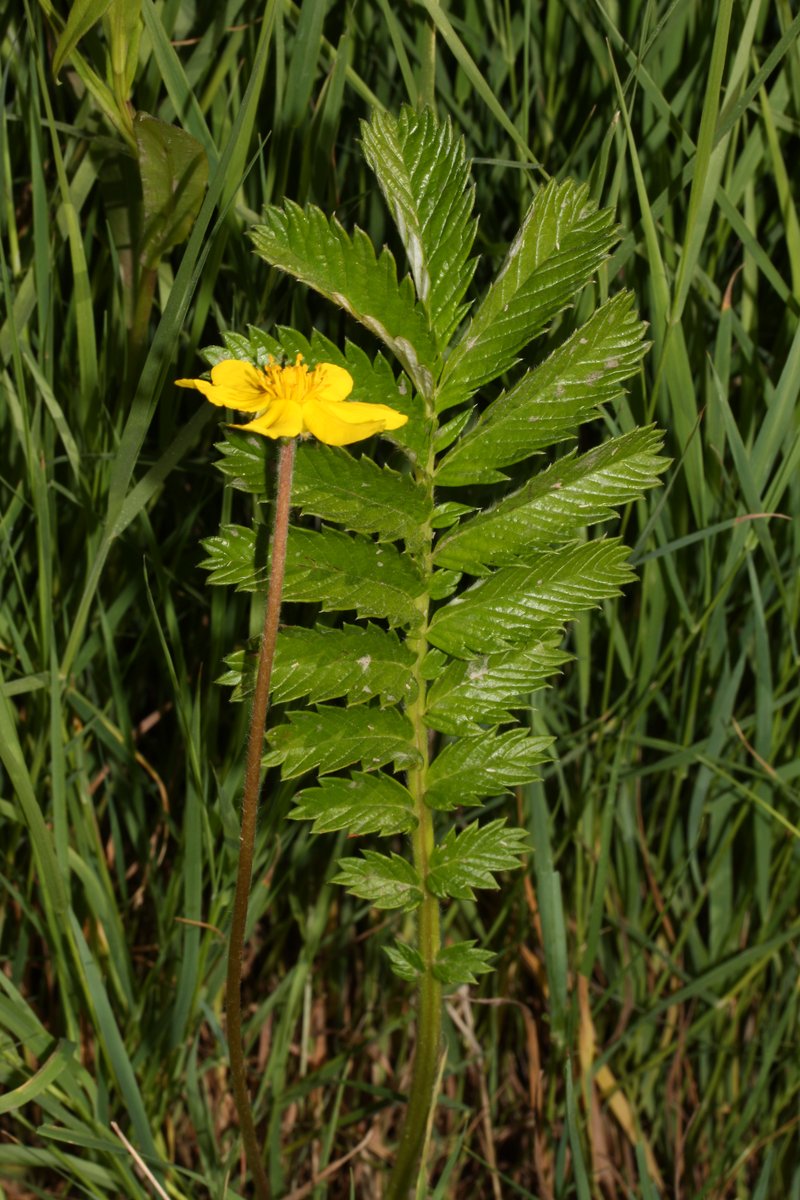 Silverweed Cinquefoil