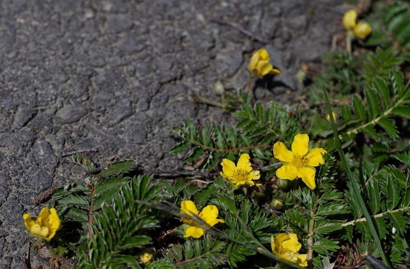 Silverweed Cinquefoil photo 3