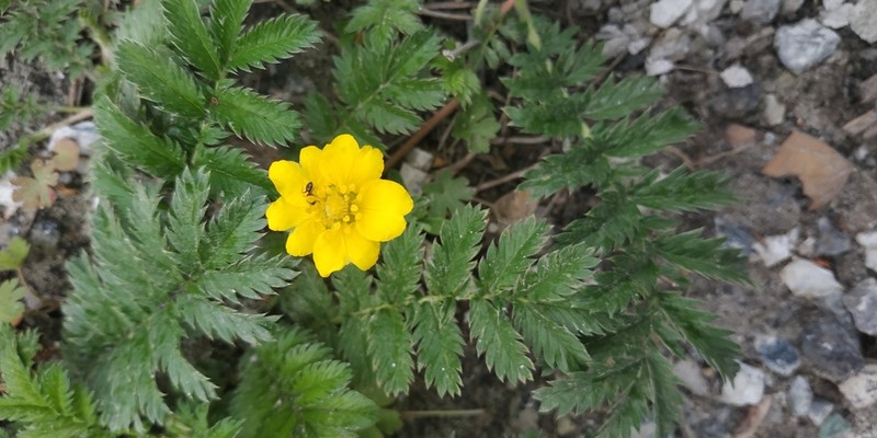 Silverweed Cinquefoil photo 4