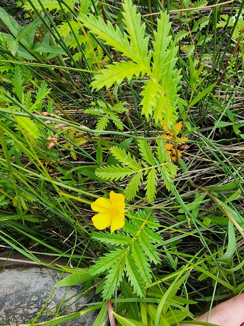 Silverweed Cinquefoil photo 5
