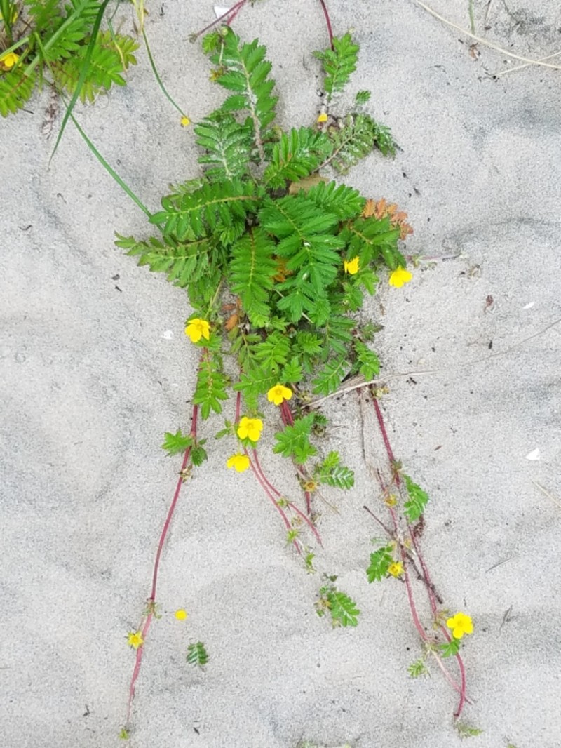 Silverweed Cinquefoil photo 6