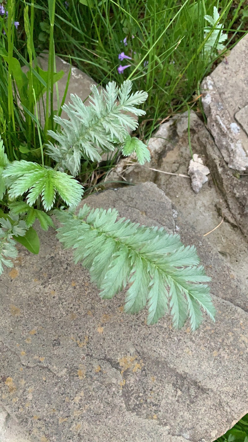 Silverweed Cinquefoil photo 7