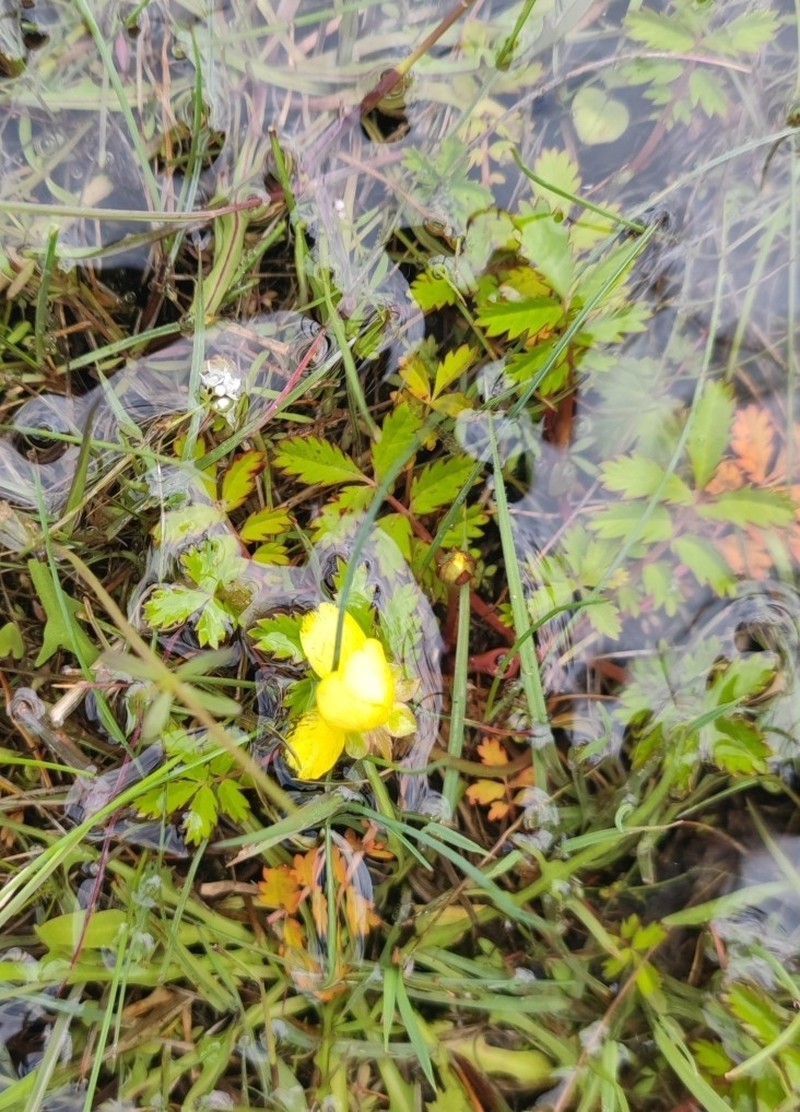 Pacific Silverweed