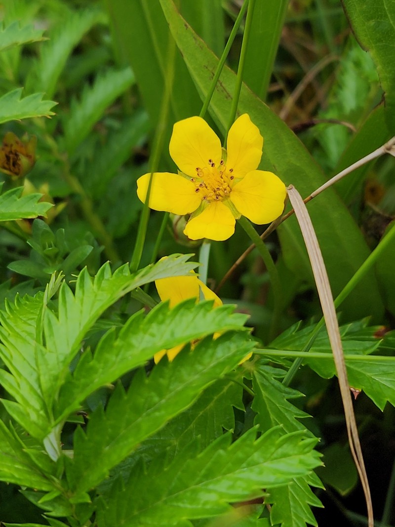 Pacific Silverweed photo 2