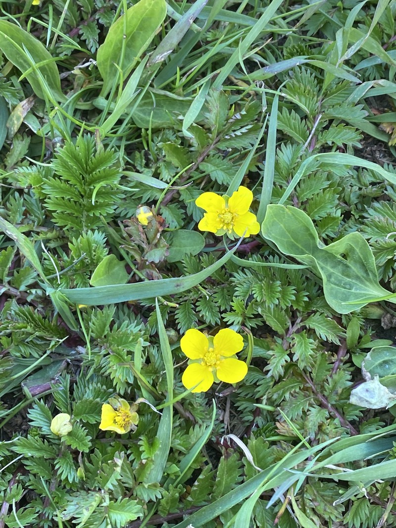Pacific Silverweed photo 3