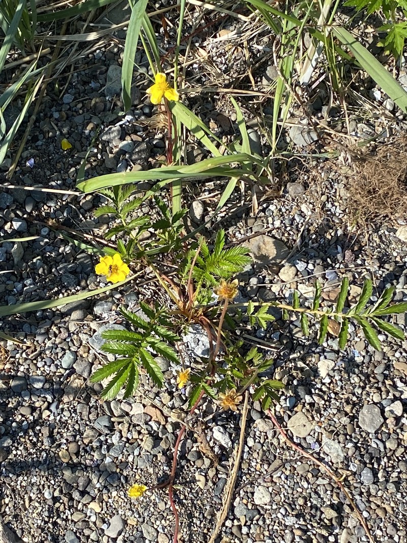 Pacific Silverweed photo 4